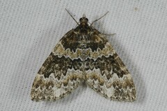 Electrophaes corylata