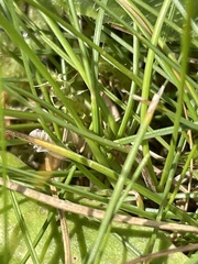 Athysanus argentarius