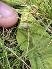 Athysanus argentarius