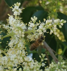 Apis mellifera