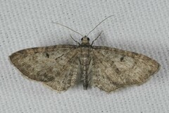 Eupithecia dodoneata