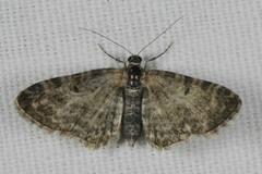 Eupithecia dodoneata