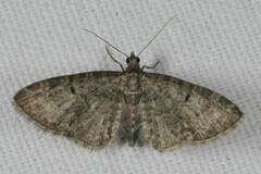 Eupithecia dodoneata
