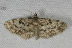 Eupithecia abietaria