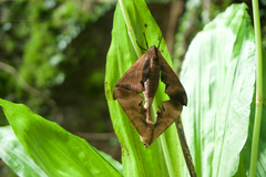 Marumba echephron