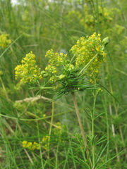 Aceria galiobia