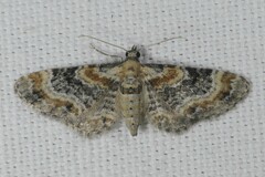 Eupithecia linariata