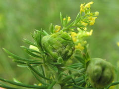 Aceria galiobia