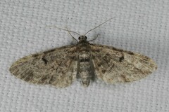 Eupithecia tantillaria