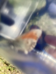 Coenonympha pamphilus