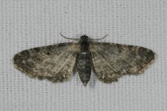 Eupithecia tantillaria