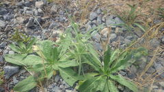 Plantago indica