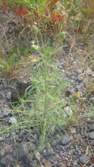 Plantago indica