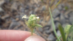 Plantago indica