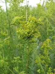Aceria galiobia