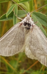 Lithostege farinata