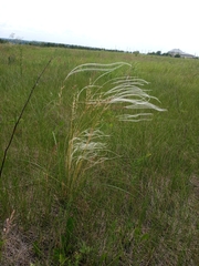Stipa pennata