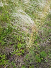 Stipa pennata