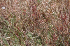 Salicornia fruticosa