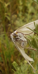 Lithostege farinata