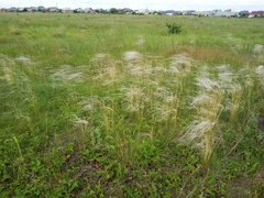 Stipa pennata