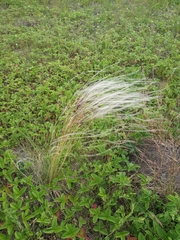 Stipa pennata