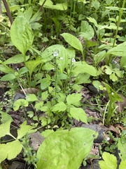 Veronica serpyllifolia serpyllifolia