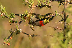 Cinnyris chalybeus albilateralis