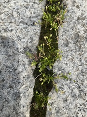 Sagina procumbens