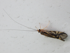 Macrostemum radiatum