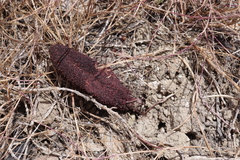 Cynomorium coccineum