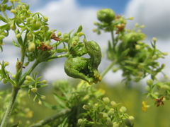 Aceria galiobia