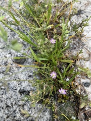 Spergularia rubra