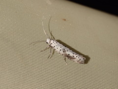 Yponomeuta irrorellus