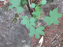 Kalopanax septemlobus