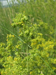 Aceria galiobia