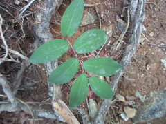 Polygonatum lasianthum
