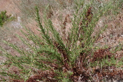 Limbarda crithmoides