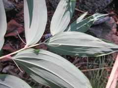 Polygonatum lasianthum