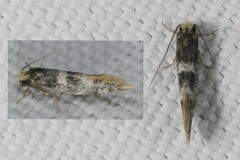 Infurcitinea