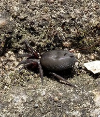 Scotophaeus scutulatus