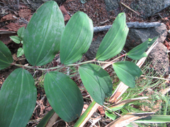 Polygonatum lasianthum