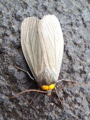 Macrobrochis staudingeri
