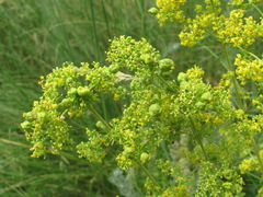 Aceria galiobia