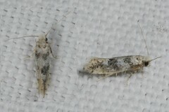 Infurcitinea