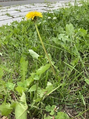 Taraxacum officinale