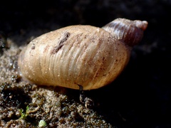 Succinea australis