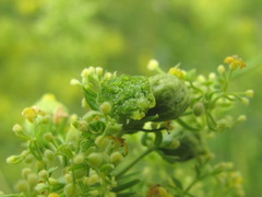 Aceria galiobia