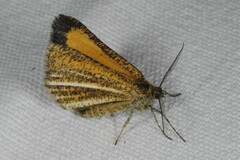 Isturgia limbaria