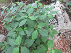 Hydrangea serrata